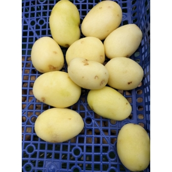 Aardappels, Nieuwe OOGST KLEI GESCHRAPTE Frieslanders Per 3 Kilo